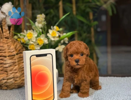 Toy Poodle Yavrularımızı Yakından Görün - 8485 - Görsel 3