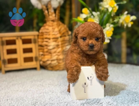 Birbirinden Güzel Poodle Yavruları - 8486