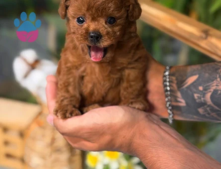 Birbirinden Güzel Poodle Yavruları - 8486 - Görsel 3