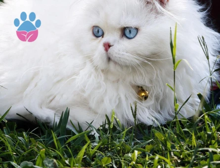 Kar Gibi Scottish Fold Dişi Mavi Gözlü Yavrularımız - 8487