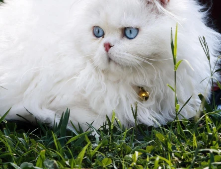 Kar Gibi Scottish Fold Dişi Mavi Gözlü Yavrularımız - 8487