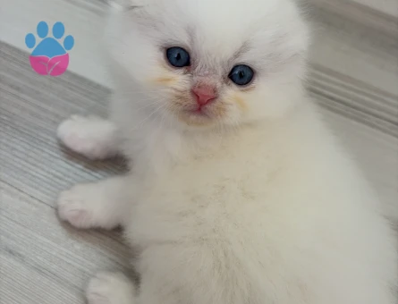 Kar Gibi Scottish Fold Dişi Mavi Gözlü Yavrularımız - 8487 - Görsel 3