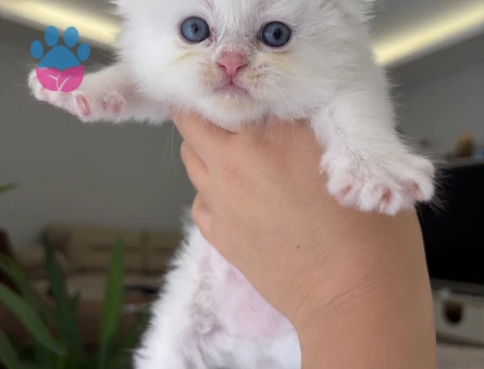 Kar Gibi Scottish Fold Dişi Mavi Gözlü Yavrularımız - 8487 - Görsel 4