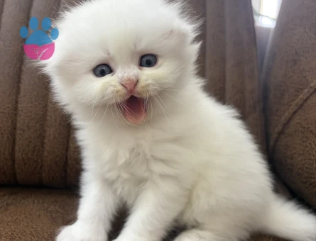 Kar Gibi Scottish Fold Dişi Mavi Gözlü Yavrularımız - 8487 - Görsel 5