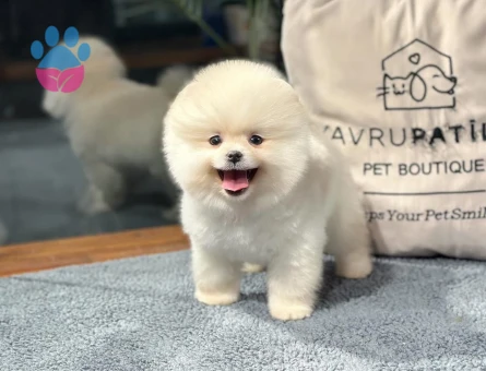 Gülen Yüz Pomeranıan Boo Yavrularımız - 8490 - Görsel 4