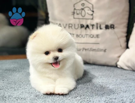 Gülen Yüz Pomeranıan Boo Yavrularımız - 8490 - Görsel 5