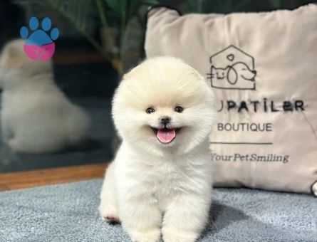 Gülen Yüz Pomeranıan Boo Yavrularımız - 8490 - Görsel 3