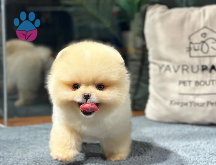 Tarım Bakanlıgı onaylı cıftlıgımızden Pomeranıan Boo yavrularımız - 8491