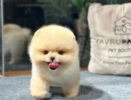 Tarım Bakanlıgı onaylı cıftlıgımızden Pomeranıan Boo yavrularımız - 8491