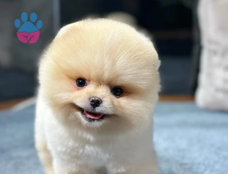 Tarım Bakanlıgı onaylı cıftlıgımızden Pomeranıan Boo yavrularımız - 8491 - Görsel 3