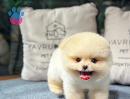 Tarım Bakanlıgı onaylı cıftlıgımızden Pomeranıan Boo yavrularımız - 8491 - Görsel 4