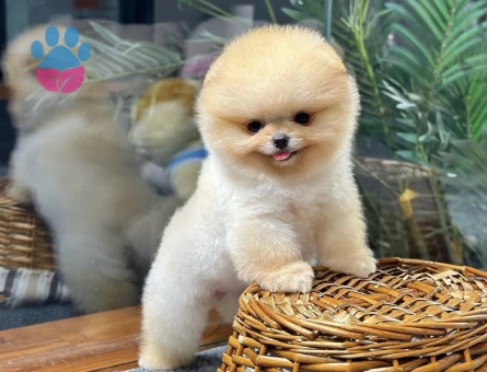Pomeranian yavrularımızı görmeden karar vermeyin - 8492