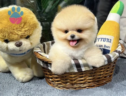 Pomeranian yavrularımızı görmeden karar vermeyin - 8492 - Görsel 3
