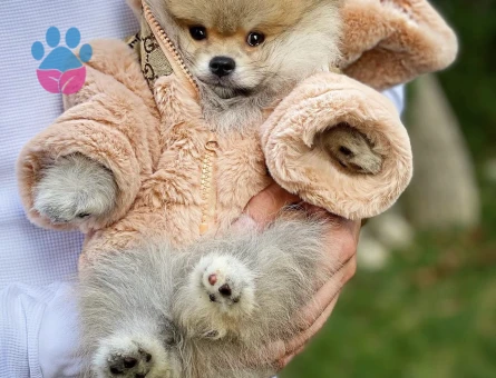 İstanbul Pomeranian yavruları - 8494