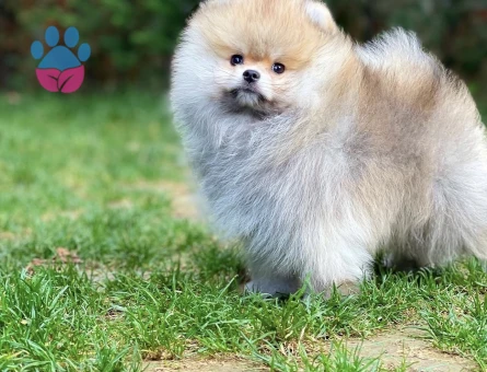 İstanbul Pomeranian yavruları - 8494 - Görsel 3