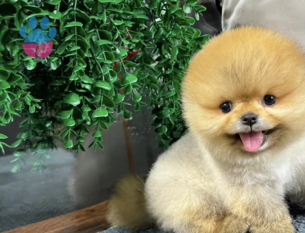 Pomeranian Boo minik patiler minik yavrular - 8495