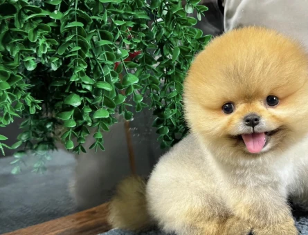 Pomeranian Boo minik patiler minik yavrular - 8495