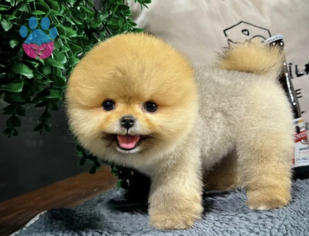 Pomeranian Boo minik patiler minik yavrular - 8495 - Görsel 3