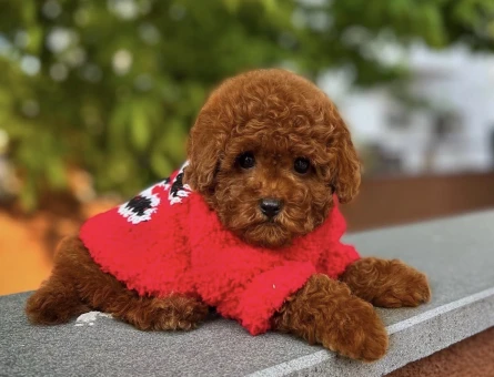 Toy Poodle Bebeklerimiz - 8496