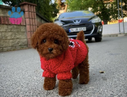 Toy Poodle Bebeklerimiz - 8496 - Görsel 3
