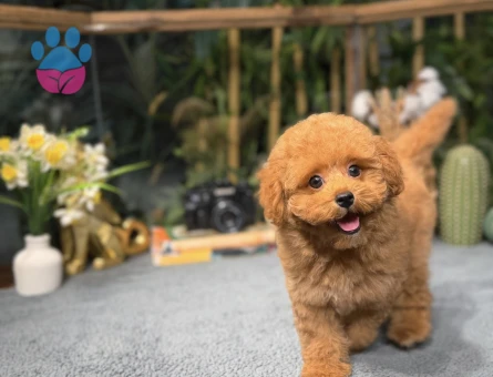 Tcup Poodle Yavrularımız - 8497