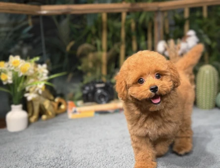 Tcup Poodle Yavrularımız - 8497