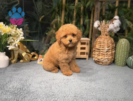Tcup Poodle Yavrularımız - 8497 - Görsel 3
