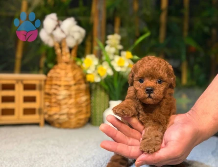 Mikro Kore Poodle Yavrularımız - 8498