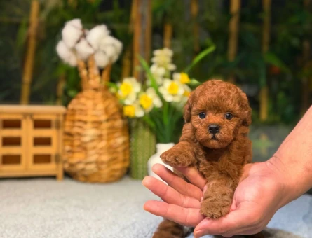 Mikro Kore Poodle Yavrularımız - 8498