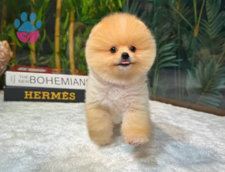 Ayı Surat Boo Yavrumuz Hermes - 8506