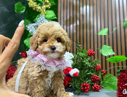 ŞEKER GİBİ KORE MALTIPOO YAVRULARIMIZ - 8504