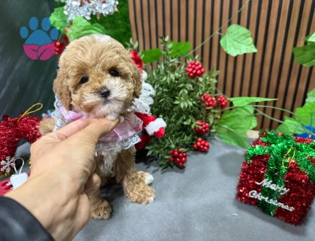 ŞEKER GİBİ KORE MALTIPOO YAVRULARIMIZ - 8504 - Görsel 3