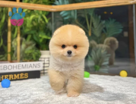 Ayı Surat Boo Yavrumuz Hermes - 8506 - Görsel 3