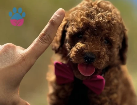 SHOV KALİTE KORE POODLE YAVRULARIMIZ - 8508 - Görsel 2