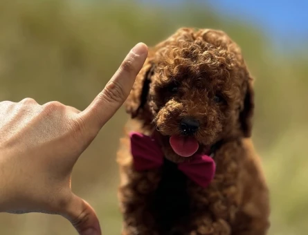 SHOV KALİTE KORE POODLE YAVRULARIMIZ - 8508