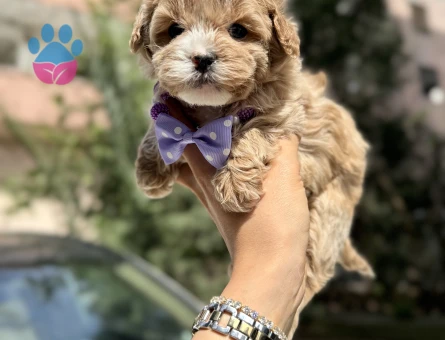 Irkının En Güzel Maltipoo yavruları - 8509