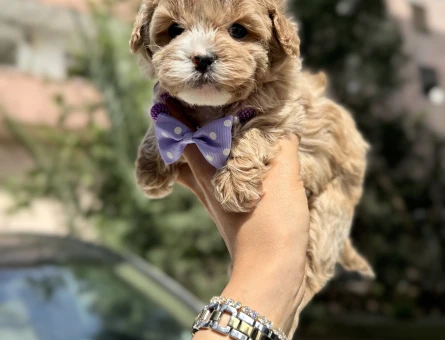 Irkının En Güzel Maltipoo yavruları - 8509