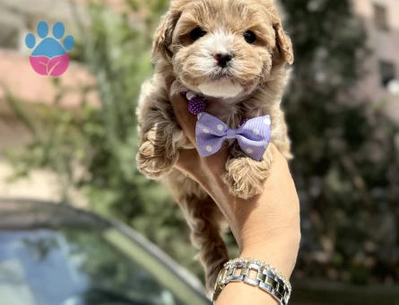 Irkının En Güzel Maltipoo yavruları - 8509 - Görsel 3