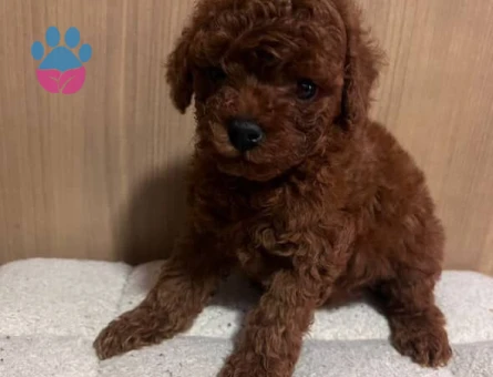 EN GÜZEL VE EN ÖZEL TOY POODLE YAVRULARIMIZ - 8511