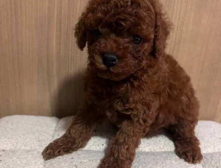 EN GÜZEL VE EN ÖZEL TOY POODLE YAVRULARIMIZ - 8511