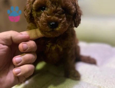 EN GÜZEL VE EN ÖZEL TOY POODLE YAVRULARIMIZ - 8511 - Görsel 3