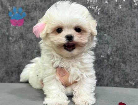 BEMBEYAZ KORE MALTESR TERRIER YAVRULARI - 8457 - Görsel 3