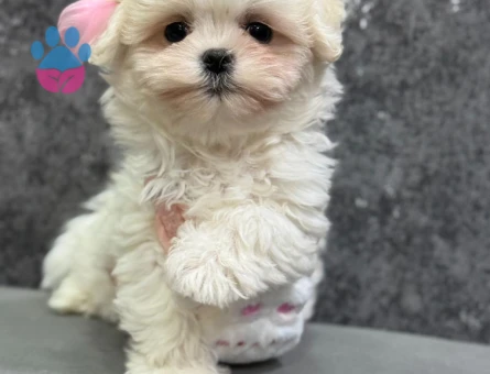 BEMBEYAZ KORE MALTESR TERRIER YAVRULARI - 8457 - Görsel 2