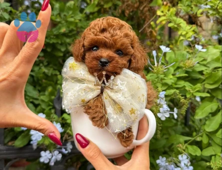 ORGİNAL TEACUP KORE POODLE YAVRULARIMIZ - 8515