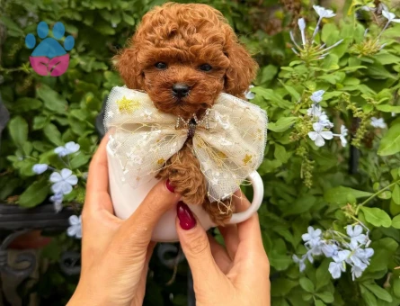ORGİNAL TEACUP KORE POODLE YAVRULARIMIZ - 8515 - Görsel 3