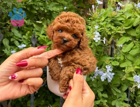 ORGİNAL TEACUP KORE POODLE YAVRULARIMIZ - 8515 - Görsel 4