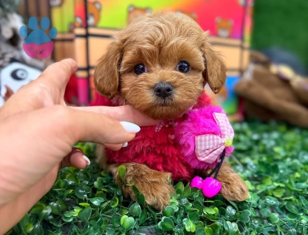 Kore teacup Maltipoo yavrularımız - 8516
