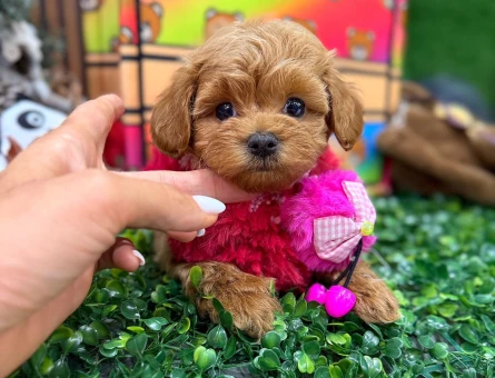Kore teacup Maltipoo yavrularımız - 8516
