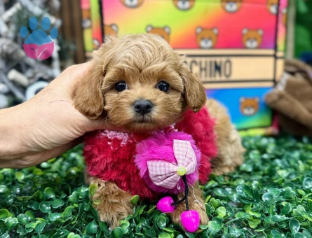 Kore teacup Maltipoo yavrularımız - 8516 - Görsel 3
