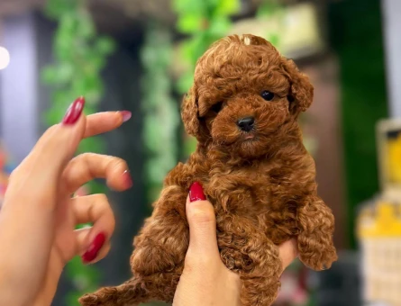 EŞSİZ GÜZELLİK KORE POODLE YAVRULARIMIZ - 8518